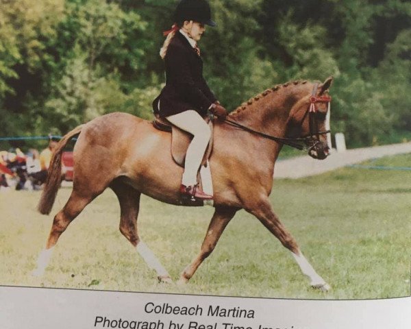 Zuchtstute Colbeach Martina (British Riding Pony, 1987, von Downland Mandarin)