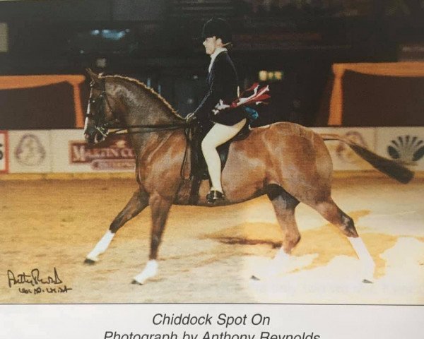 Pferd Chiddock Spot On (British Riding Pony, 1996, von Chiddock Fankino)