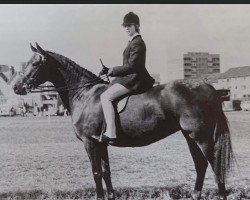 broodmare Chirk Caviar (Welsh Partbred, 1970, from Chirk Caradoc)