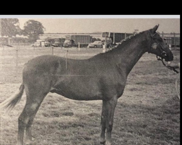 Pferd Kilbees High Jinks (British Riding Pony, 1964, von Kilbees Gay Jenkin)