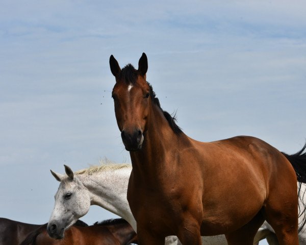 dressage horse Brijuni (Hanoverian, 2016, from Borsalino)