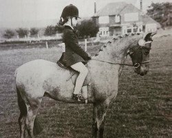 Pferd Hollytree Rhosyn (Welsh Pony (Sek.B), 1967, von Coed Coch Pyrs)