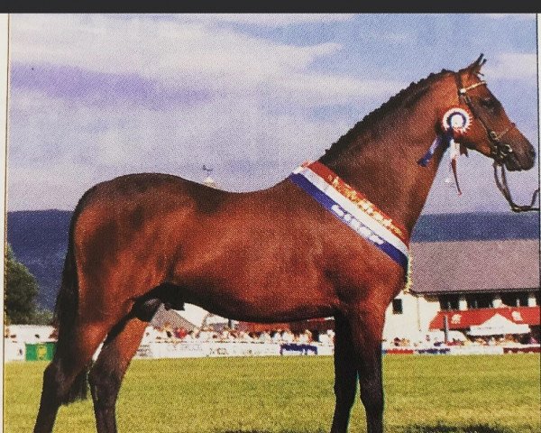 Deckhengst Cusop Dimension (British Riding Pony, 1994, von Cusop Fingerprint)
