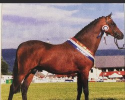 stallion Cusop Dimension (British Riding Pony, 1994, from Cusop Fingerprint)