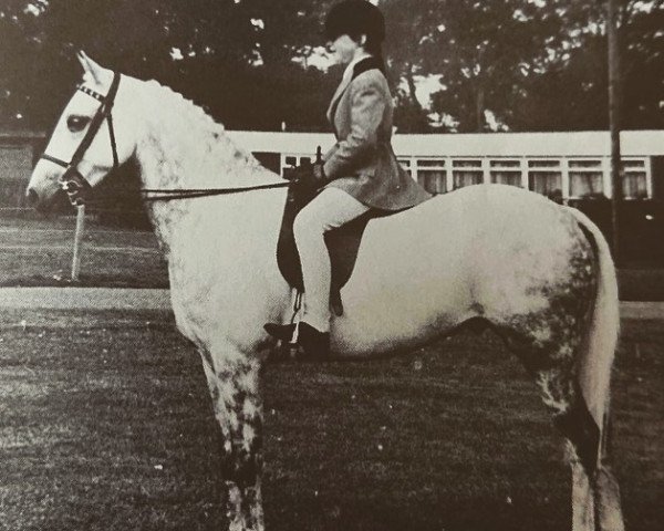 Pferd Cusop Gladness (British Riding Pony, 1966, von Cusop Valentino)