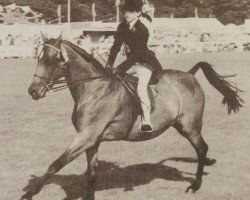 broodmare Cusop Heiress (British Riding Pony, 1972, from Cusop Dignity)