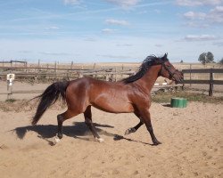 broodmare Celine Bo (German Riding Pony, 2008, from Cockmoor Brenin Ebrill)