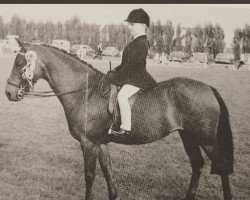 broodmare Cusop Pirouette (British Riding Pony, 1960, from Bwlch Valentino)