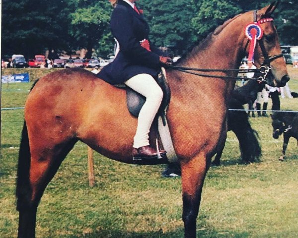 horse Lawreen Miss Elegant (British Riding Pony, 1984, from Basford Elegant)