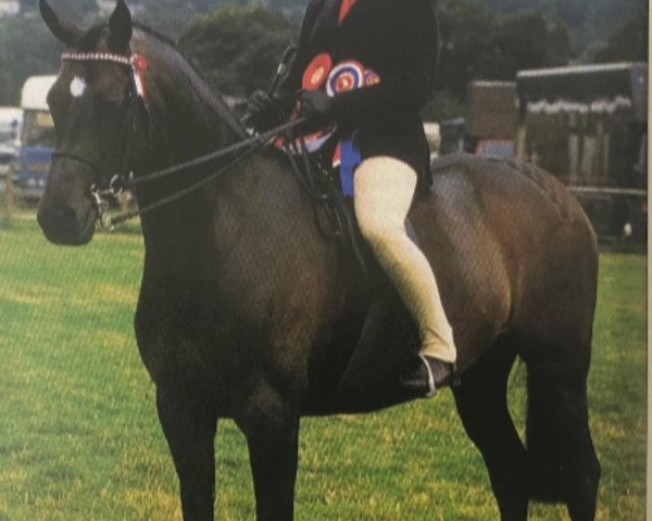 Pferd Rustling Silk (British Riding Pony, 1989, von Yealand Nemesis)
