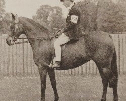 Zuchtstute Angela (British Riding Pony, 1949, von Simon Mesaoud x)