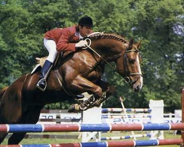 stallion Perle de Plantro (Selle Français, 1981, from Starter)