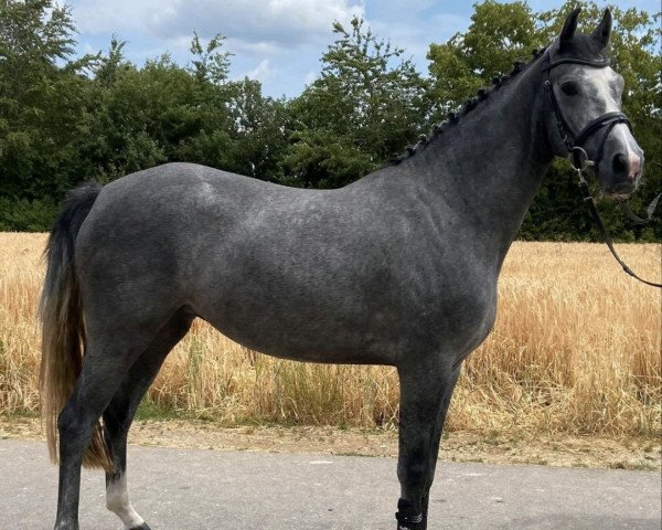 jumper Tobsy (Luxembourg horse, 2020, from Tobago Z)