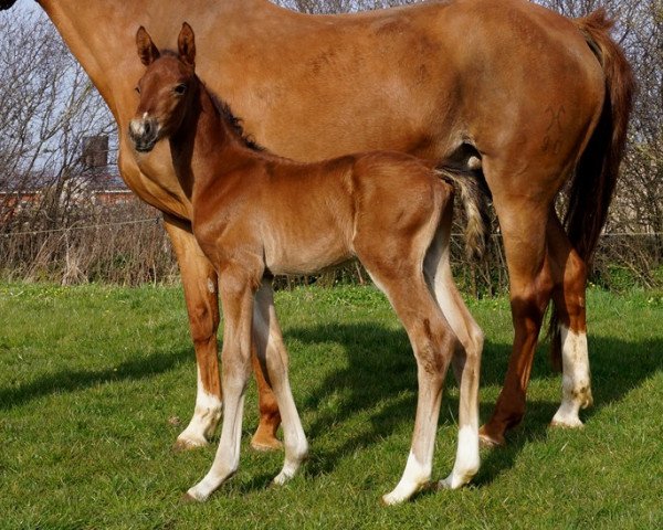 Springpferd Salvatore (Hannoveraner, 2016, von Stakkato Gold)