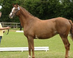 broodmare La Traviata RD (Hanoverian, 2011, from Levisonn 208 FIN)