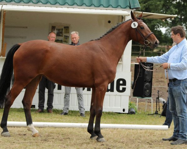 broodmare Zaide Rd (Hanoverian, 2015, from Zirocco Blue)