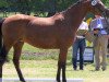 broodmare Loreley 120 (Hanoverian, 2011, from Lordanos)