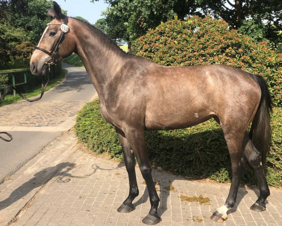 broodmare Carmen RD (Hanoverian, 2019, from Colman)