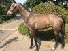 broodmare Carmen RD (Hanoverian, 2019, from Colman)