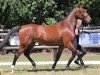 broodmare Quesada Rd (Hanoverian, 2016, from Quickly de Kreisker)