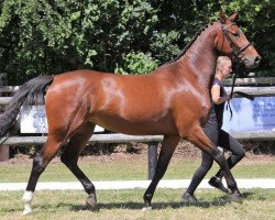 broodmare Quesada Rd (Hanoverian, 2016, from Quickly de Kreisker)