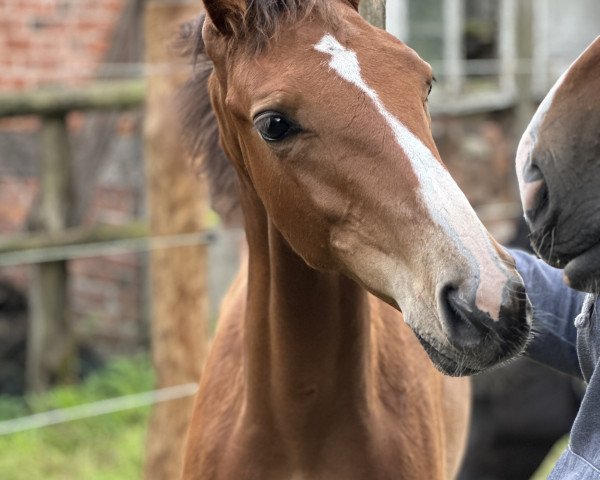 jumper Günter K. FG (Hanoverian, 2023, from Grey Top)