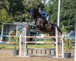 jumper S- Cada (Oldenburg show jumper, 2016, from Stakkato Gold)