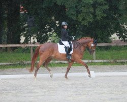 dressage horse Claire Elaine (Oldenburg, 2017, from Escolar)