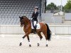 dressage horse Vivianus Vmp (Westphalian, 2014, from Vitalis)