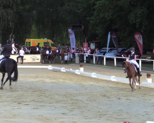 Reitturnier Vellinghausen 2023