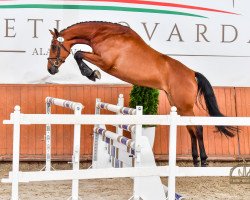 broodmare Casana Adk (Hungarian Warmblood,  , from Cassilano)