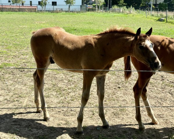 Dressurpferd Tamaro (KWPN (Niederländisches Warmblut), 2023, von Nick Wimphof)