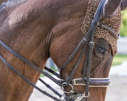 dressage horse Florestiano K (Bavarian, 2007, from Florestano)