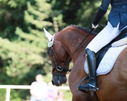 dressage horse Jake‘s Diamond (German Sport Horse, 2016, from Jake Johnson)