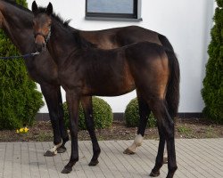 jumper Billionair EM (Oldenburg show jumper, 2023, from Pr.H. Bingo Boy)