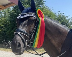 dressage horse Walking Moonlight (Little German Riding Horse, 2013, from El Kayr)