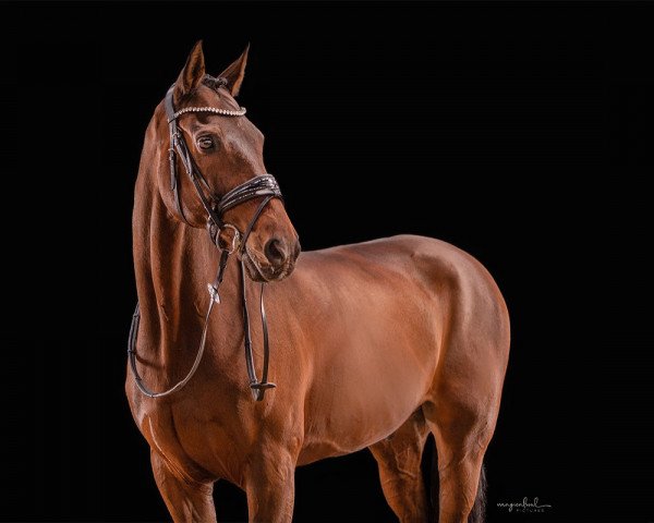 dressage horse San Rubin 6 (Oldenburg, 2008, from San Schufro)