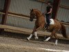 dressage horse Berneo L (Oldenburg, 2020, from Bernay)