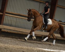 dressage horse Berneo L (Oldenburg, 2020, from Bernay)