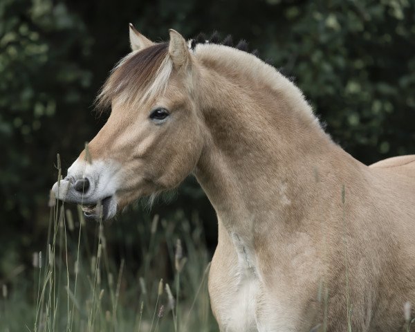 dressage horse Haribo H (Fjord Horse, 2016, from Herko)