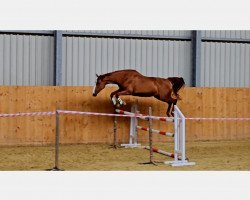 jumper Angelina R (Holsteiner, 2011, from Almoretto)