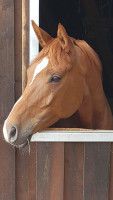 broodmare Herbstmelodie (Trakehner, 2011, from Schönglanz)