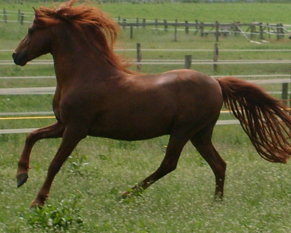 stallion Trefoil Travis (Welsh-Pony (Section B), 1995, from Trefoil Talisman)