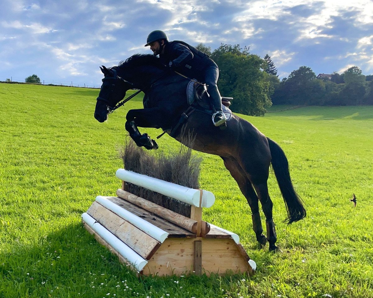 jumper Coco Bella Cayenne (German Sport Horse, 2016, from Calinello)