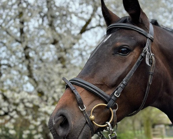 dressage horse Donnerfee B. (Westphalian, 2020, from Dressage Royal)