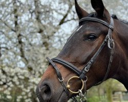 dressage horse Donnerfee B. (Westphalian, 2020, from Dressage Royal)