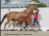 broodmare Djerba 29 (Hanoverian, 2006, from Don Vino)