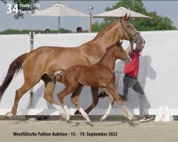 broodmare Djerba 29 (Hanoverian, 2006, from Don Vino)