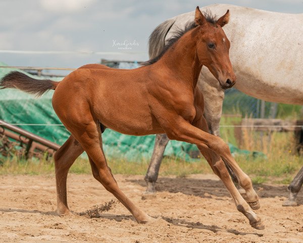 dressage horse Traveller LVDB (KWPN (Royal Dutch Sporthorse), 2023, from Extreme U.S.)