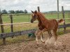 jumper Eleanne (Oldenburg show jumper, 2023, from Esmeraldo FM)